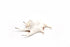 white spider shell